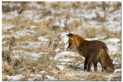 renard