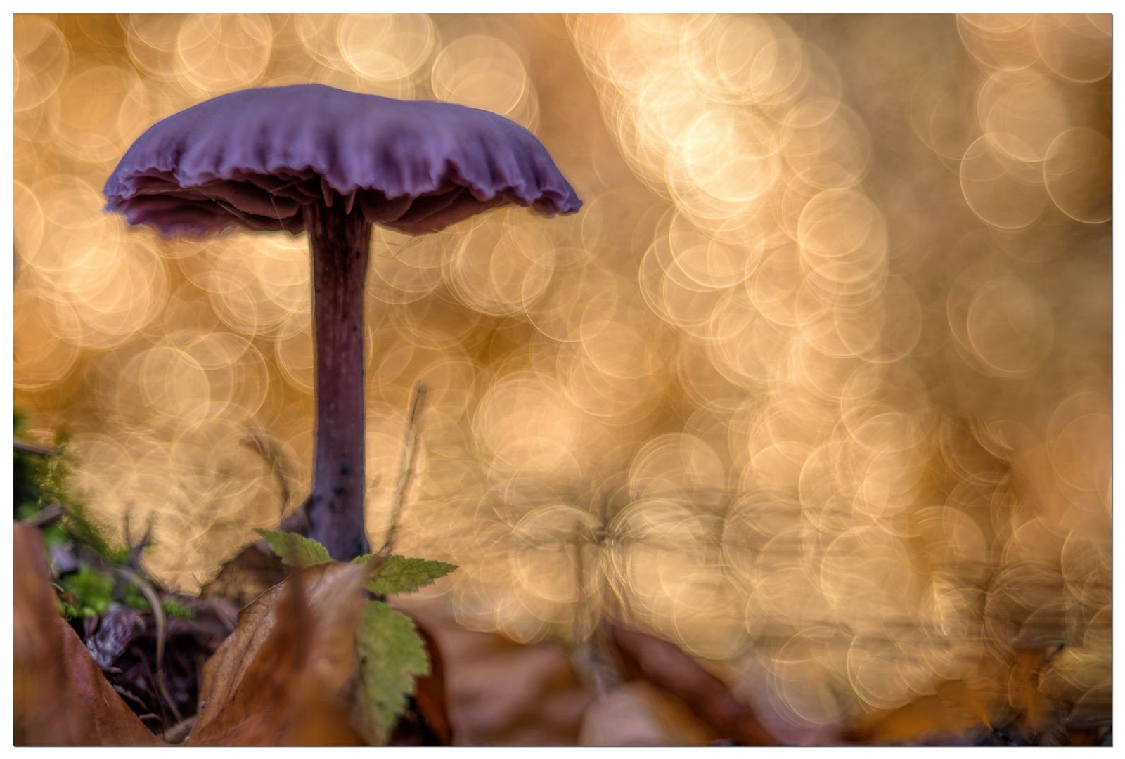 Un champignon atomique le clitocybe améthyste