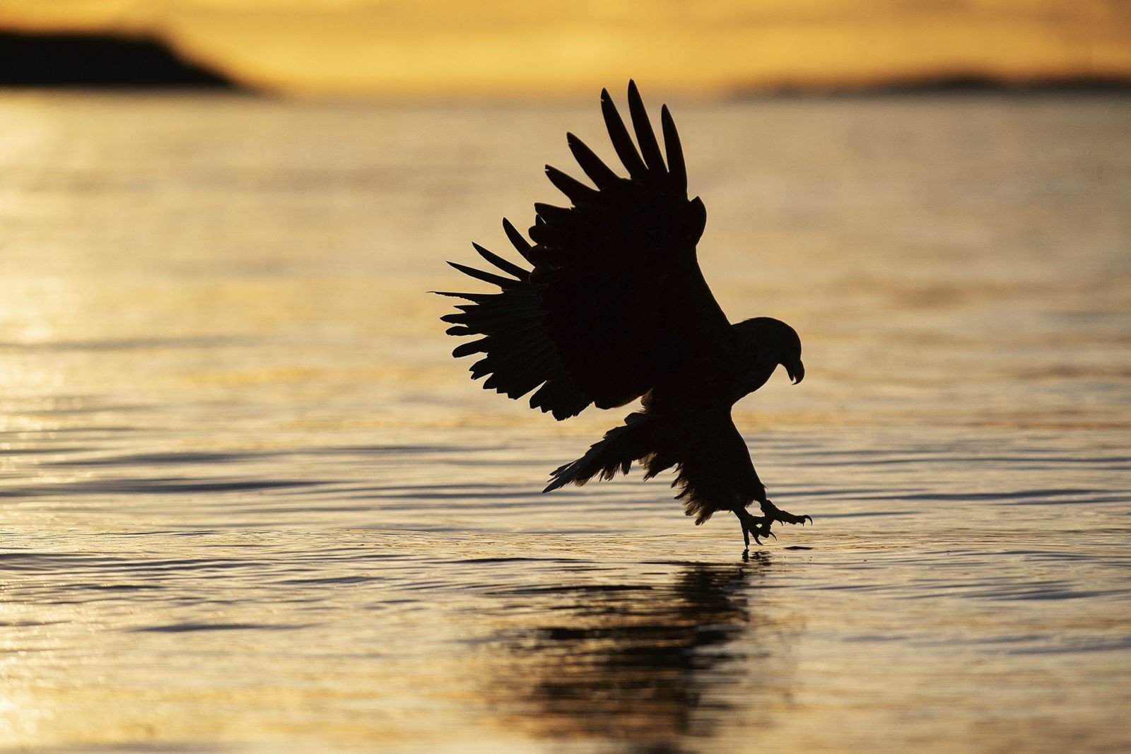 Pygargue à queue blanche / sea eagle