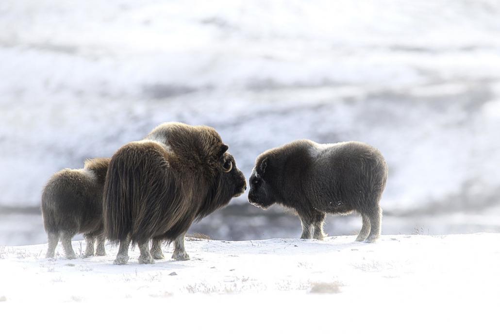 Bœuf musqué / muskox