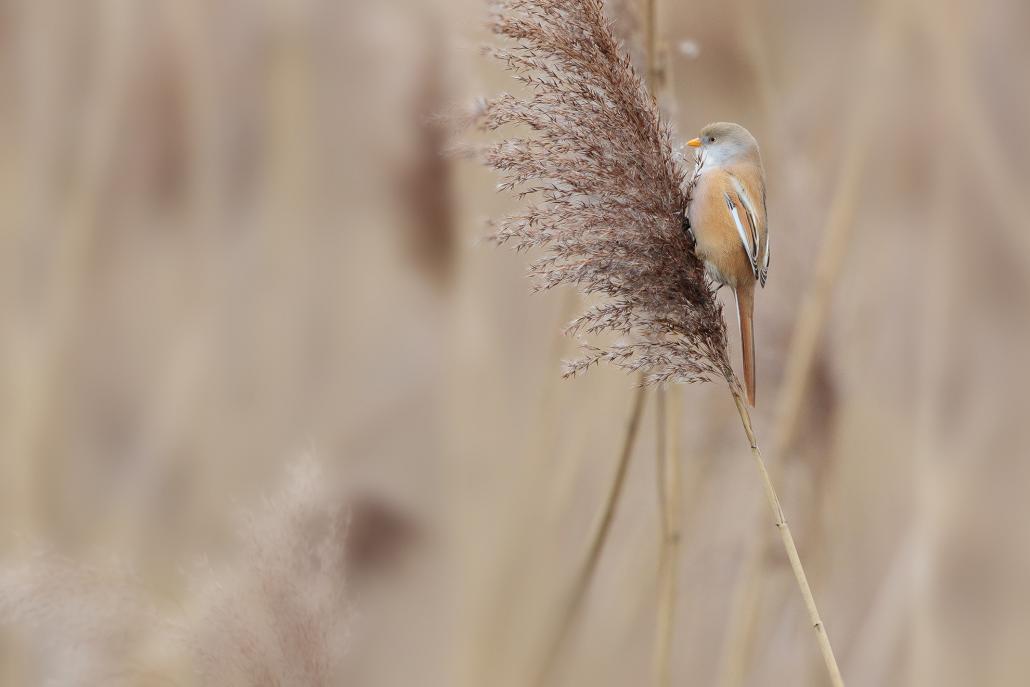 Les panures présentent un plumage  différent selon l’âge et le sexe.  Les mâles ont tous le bec orange. En plumage nuptial, la tête est gris bleu, avec de larges moustaches noires qui descendent du bec à la gorge.
Chez les femelles, le plumage est plus uniformément roux jaunâtre