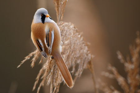 Le beau / Beauty of the reed bed