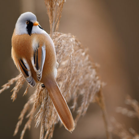 Le beau / Beauty of the reed bed