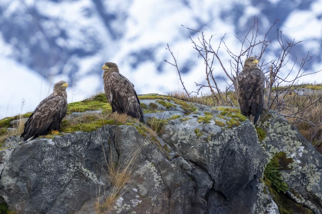 Il y a des centaines d'aigles de mer (pygargues à queue blanche) dans la région de Bodø