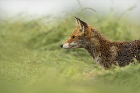 Maître renard en maraude