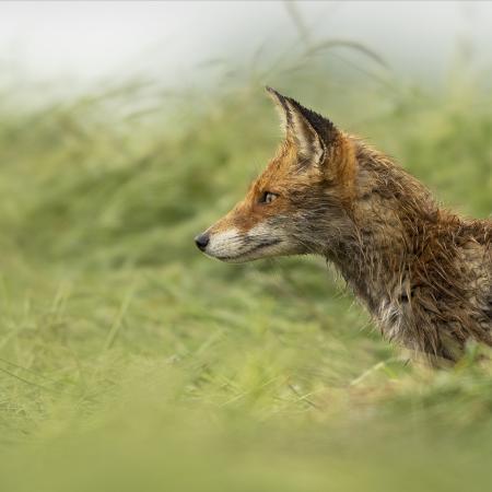 Maître renard en maraude