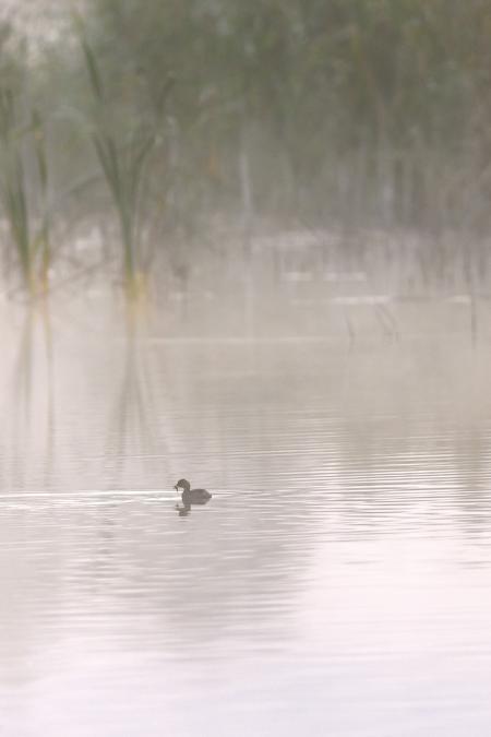 grebe castagneux