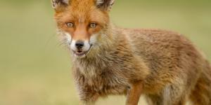 Renard Roux