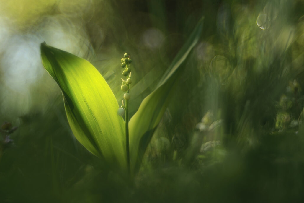 Dans le langage des fleurs, le muguet est un porte-bonheur. Le voici mis en exergue par le trioplan de Meyer Optik