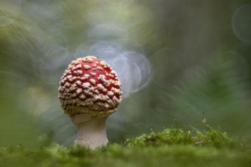 Amanite tue-mouches / Fly agaric