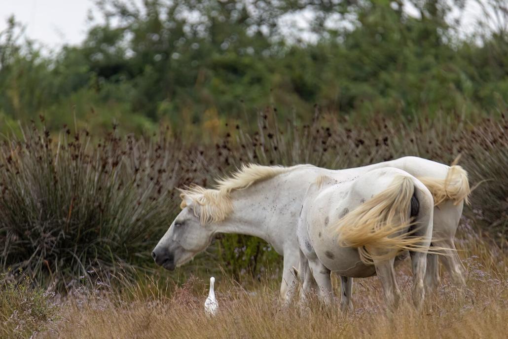 cheval de Camargue