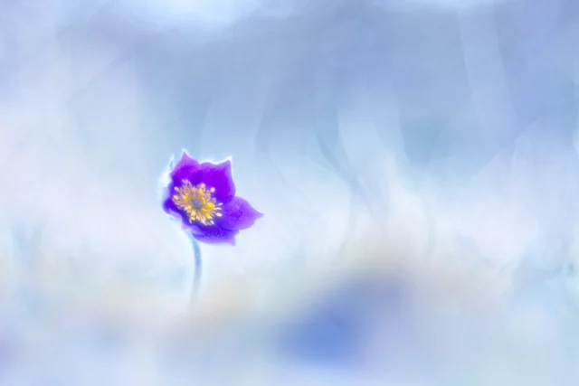 L’anémone pulsatille 🥀 #anemonepulsatilla #anemonepulsatille #pulsatilla #pulsatillavulgaris #MOSL #qualinat#grand_est_focus_on #prenonslapause #naturelovers #visitgrandest #bokeh_addicts #bokehkillers #bokehphotography #bokeh_kings #bubblebokeh #bokeh_artistic #trioplan #bokehphoto