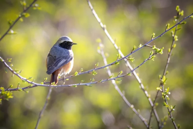 Rougequeue à front blanc ! Tout droit sorti du buisson ardent, l’oiseau flamboyant arrive au moment où éclatent les fleurs blanches sur les arbres fruitiers qu’il affectionne. #mosl #nature #wildlife #springishere #espacenaturelsensible #oiseau #rougequeue #rossignolmuraille #dof_brilliance #naturesauvage #nature #ornithologiefueranfänger #bird #metzmaville #moselletourisme #birds #birdphotography #zonehumide #reedbunting #mosl #qualinat #moselle #grandest_focus_on #vogelfotografie #phoenicurusphoenicurus