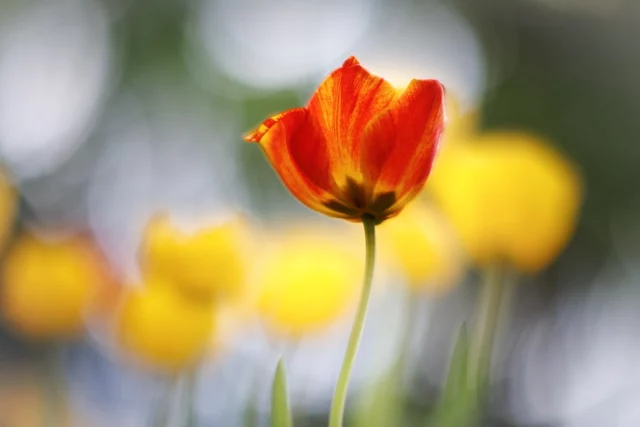La Tulipe 🌷 🥀 Moi, je suis la tulipe, une fleur de Hollande Et telle est ma beauté, que l’avare Flamand Paye un de mes oignons plus cher qu’un diamant, Si mes fonds sont bien purs, si je suis droite et grande. #tulpen #tulpe #tulip #tulips #bokeh_kings #jaimemetz #jardinbotanique #trioplan100 #flower #bokehphotography #flowers #metzmaville #tulpes #tulipanes #tulipan #moselletourisme #tulipanomania #flowerpower #bokeh_obsessed #tulipe #bokehbeautiful #mosellesanslimite #flowerpicture #saarland #luxembourg #grandest_focus_on #tourismegrandest #canonphotography #qualinat #mosl