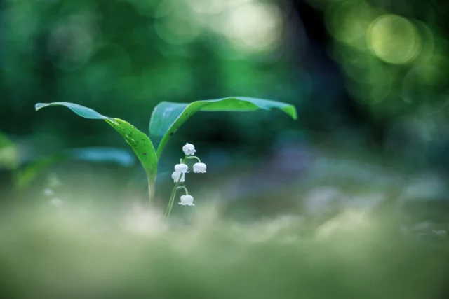 Cueillir le muguet, c’est semer le bonheur 😀 #igbest_macros#ig_bliss_macro #igw_macro #magic_marvels#flowerstagram#flowers#fleurs #tv_flowers#bns_flowers#top_macro #macrophotography#featured_macros #naturephotography#nature #picoftheday #color_macro_world#nature_fantastically #flowersandmacro#naturesapparel #majestic_macros #dof_explore #na_natures_art#bokehphotofan #macro_perfection#tv_allnature#bokeh_addicts #bokeh_bliss #macro_creative_pictures #bokehphotofan #nb_narure_brilliance#naturesapparel#qualinat